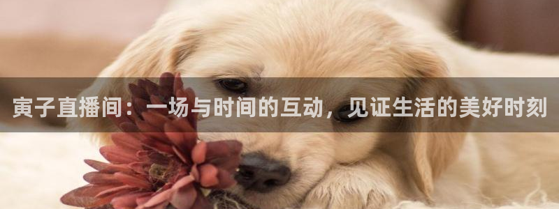 球友直播nba在线直播：寅子直播间：一场与时间的互动，见证生活的美好时刻