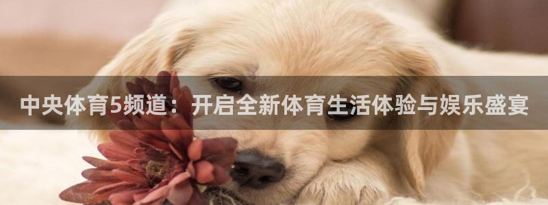 球友直播官网：中央体育5频道：开启全新体育生活体验与娱乐盛宴